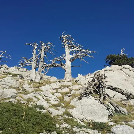 Tana Libera Tutti 2 Nature, Yourself, Lejlighed